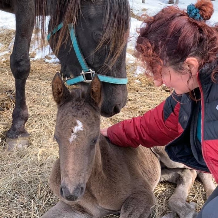 Dragon Lake Veterinary Hospital Quesnel, BC British Columbia Local