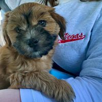 Bonniebrook Lodge logo