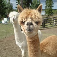 Alpaca Story Ranch logo