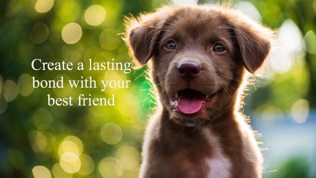 Bow Wow Academy logo