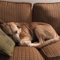 Pemberton Veterinary Hospital logo