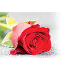 Ferguson Funeral Home Ltd logo