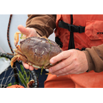 Dolly's Fish Market Inc logo