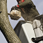 Clear Choice Tree Service logo